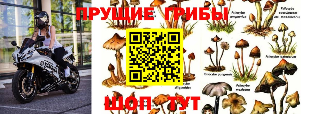 Галлюциногенные грибы Psilocybine cubensis Тихвин